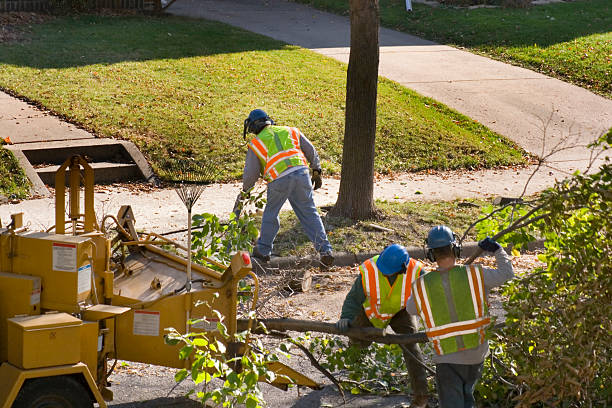 Professional Tree Services in Atchison, KS