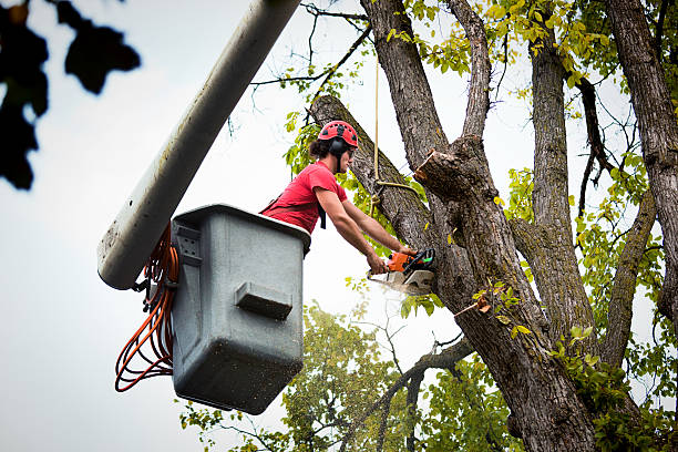 Best Root Management and Removal  in Atchison, KS